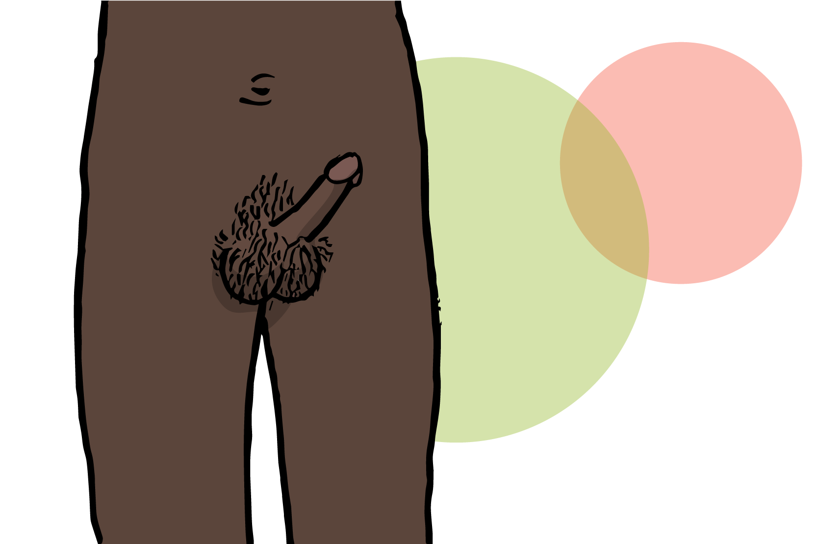 En penis med stånd. Illustration.