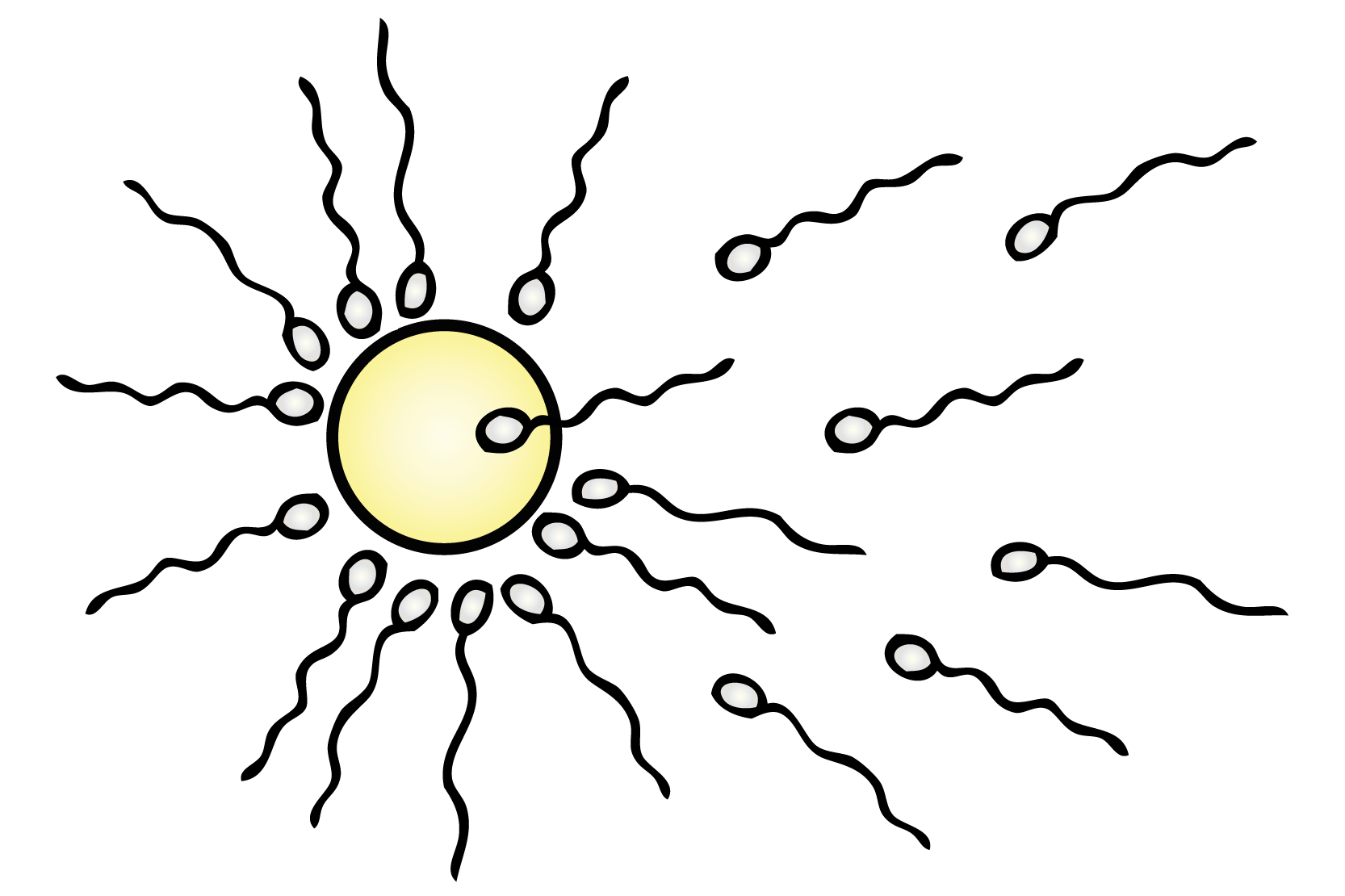 Flera spermier runt ett ägg, där en kommit in. Illustration.