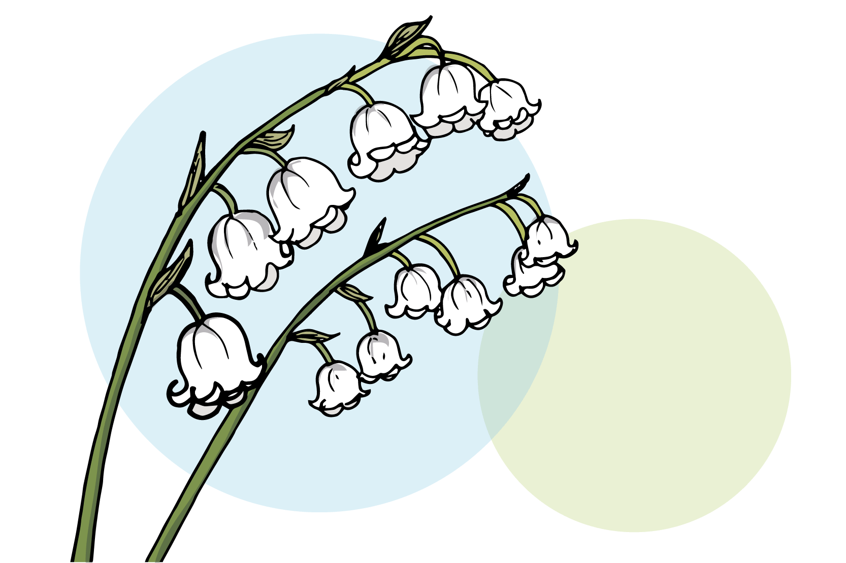 Två blommor, liljekonvaljer. Illustration.