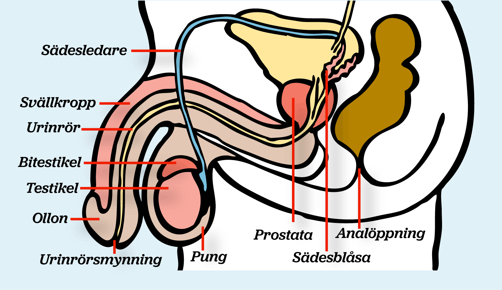 Hela könsorganet i genomskärning. Ord i bilden visar var följande delar sitter: Urinblåsa, urinrör, ollon, testikel och analöppning.