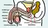 Hela könsorganet i genomskärning. Ord i bilden visar var följande delar sitter: Urinblåsa, urinrör, ollon, testikel och analöppning.