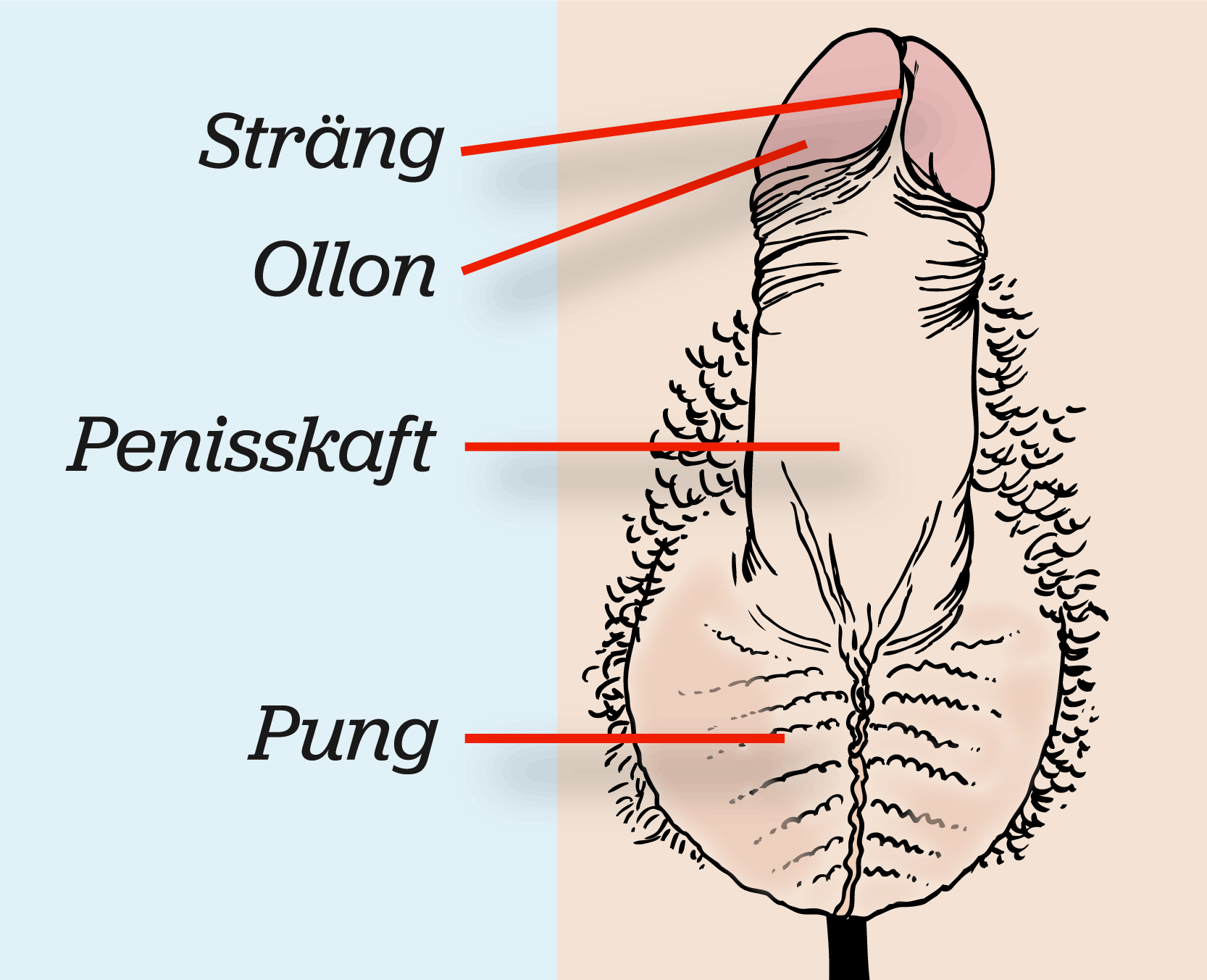 onani testikel smärta