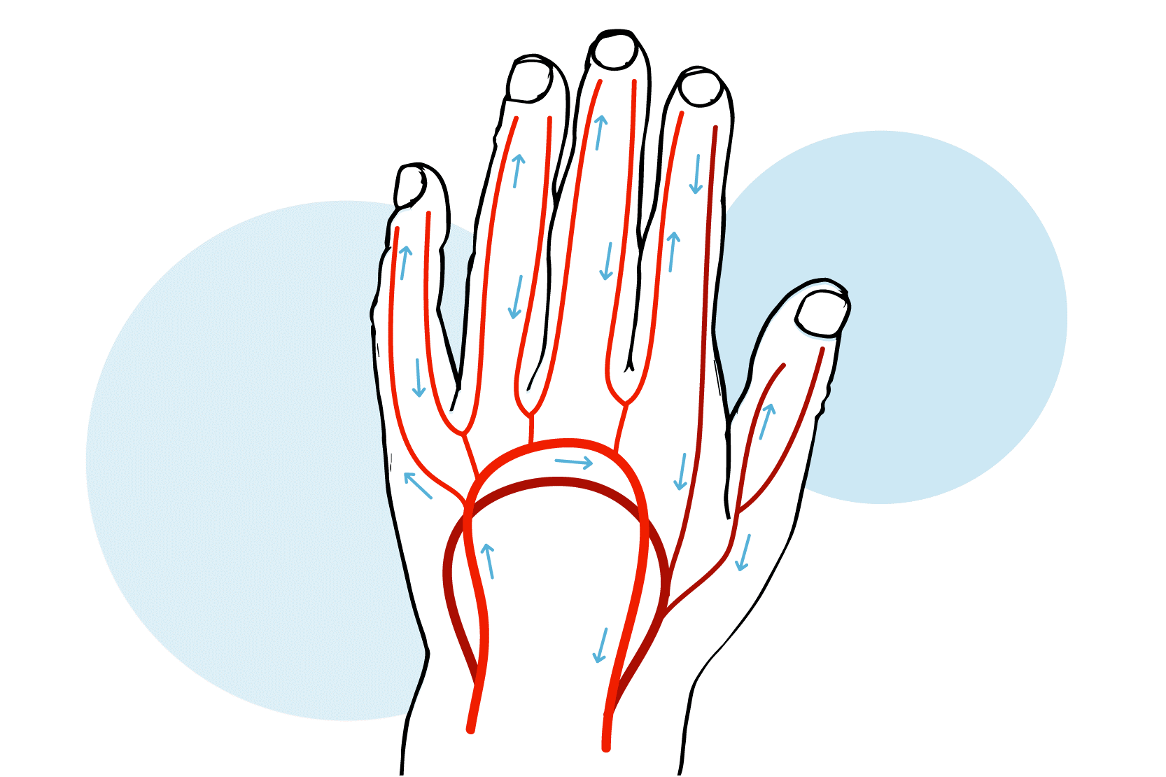 En hand där blodkärlen ritats ut. Illustration.