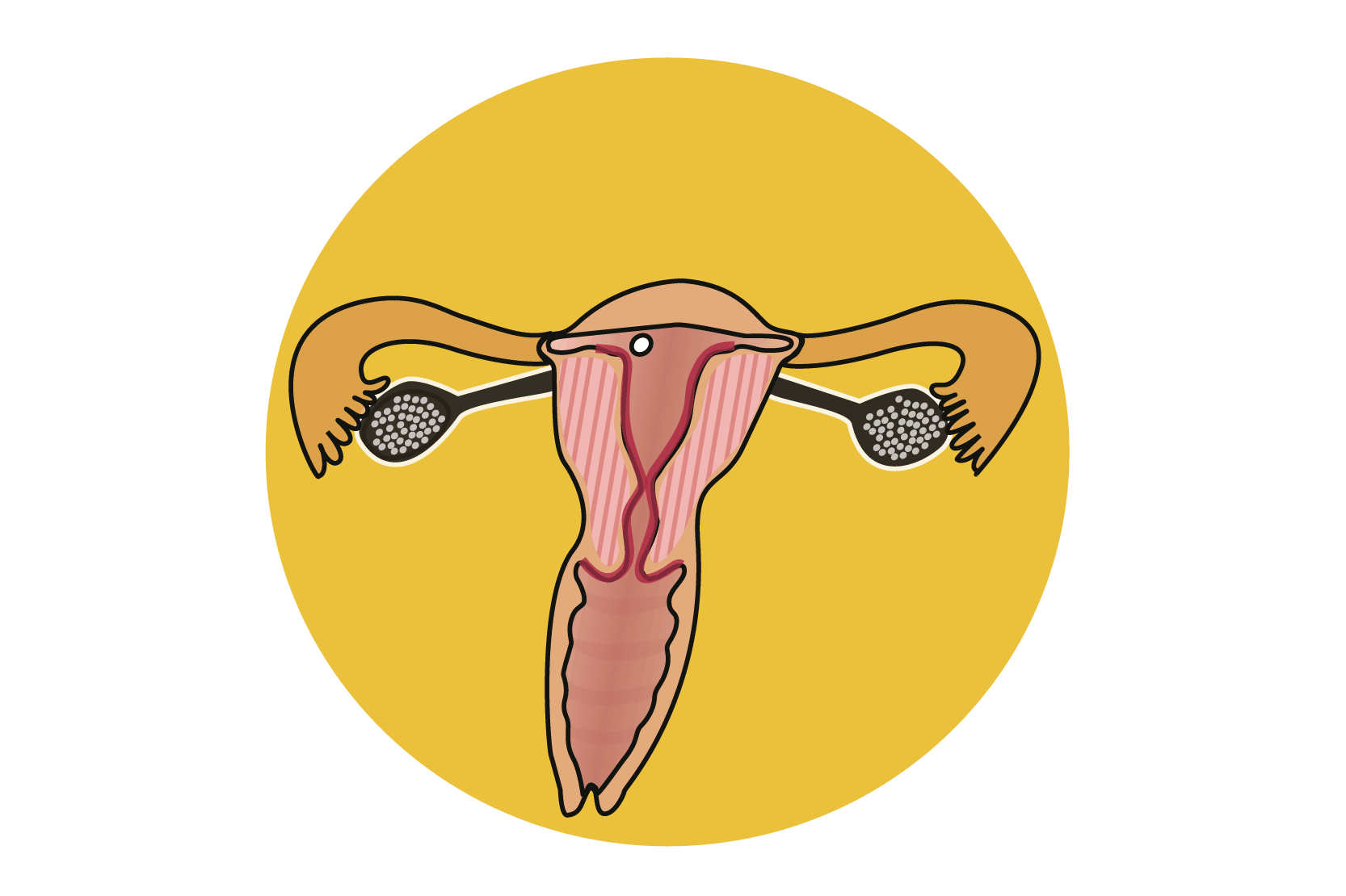 Anatomisk bild som visar ett ägg som lossnat från äggstocken, illustration.