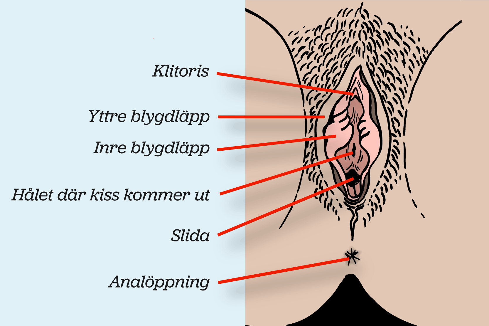 Snippan mellan särade ben. Ord i bilden visar var följande delar sitter: Klitoris, yttre blygdläpp, inre blygdläpp, urinrörets öppning, slida, analöppning.