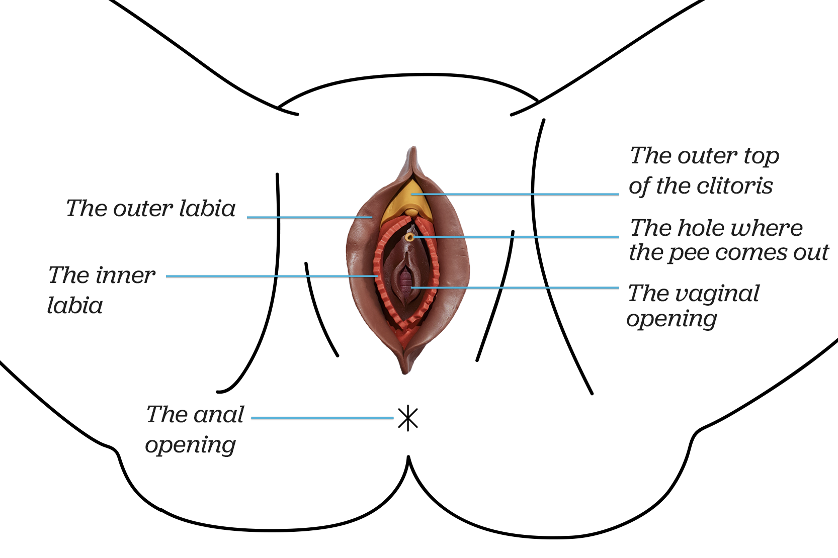 Image of the vulva with names of different parts